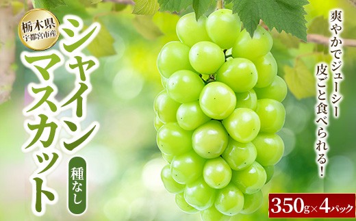 本日もきたーーーー‼️数量限定‼️バツグンビックシャインマスカット3房6980円3 ぶどう シャインマスカット 粒々シャインマスカット 3パック