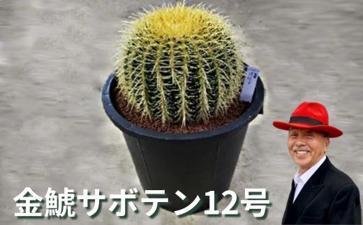 金鯱サボテン12号 - 岐阜県瑞穂市｜ふるさとチョイス - ふるさと納税サイト