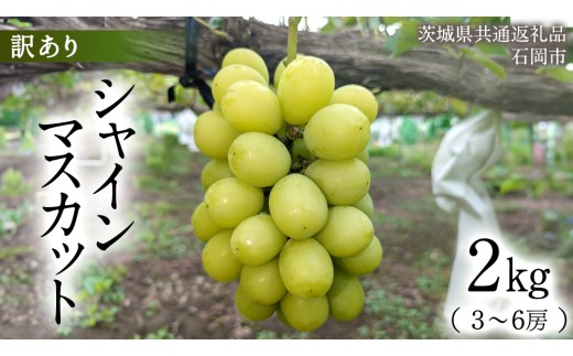 ふるさと納税  シャインマスカット 約2kg (茨城県共通返礼品 石岡市） 開田ぶどう園 産地直送 フルーツ 甘い 直送 茨城 限定 ギフト ぶどう シ… ふるさと納税 訳ありシャインマスカット 約2kg（茨城県共通返礼品