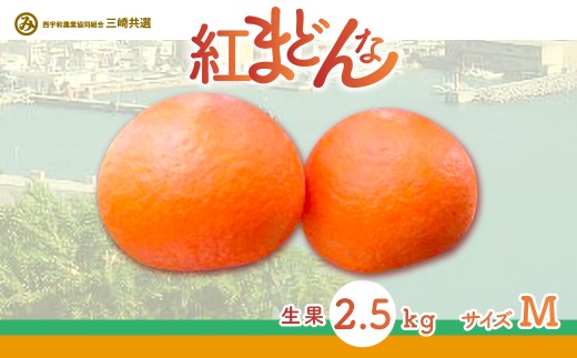 【愛媛県伊方町】【先行予約】【数量限定】【贈答用】限定100ケース!紅まどんな(2.5kg/Mサイズ)※離島への配送不可(2025年12月上旬〜2026年1月下旬頃に順次発送予定) 【 ふるさと納税 人