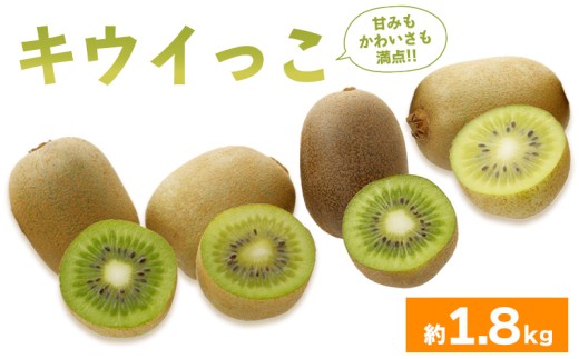 y쌧ۋTszs\ LECt[c LEC 1.8kg  ʕ t[c LEC O[LEC fU[g XC[c P[L W[X [[ ACX V[xbg WF[g t[c
