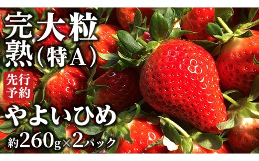 y錧szy 2026N1{Jn z n 悢Ђ 260g×2P Y  C`S  [BC026sa]