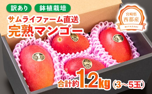 訳あり 鉢植栽培 西都産完熟マンゴー 1.2kg 宮崎県西都産