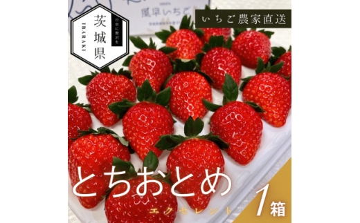 y錧z2026N1菇\聄 ƂƂ GNZg 1(12or15)y1647799z