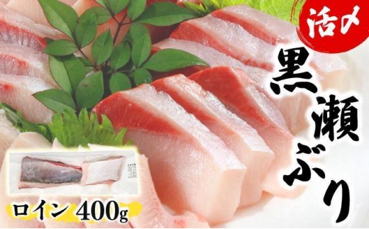y{茧ԎszKU281-12025N12߁IԂ̐NuC2߁i400gOj