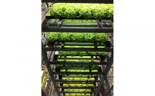 【大阪府堺市】Osaka Agri Marche フリルレタス・バタビアレタス