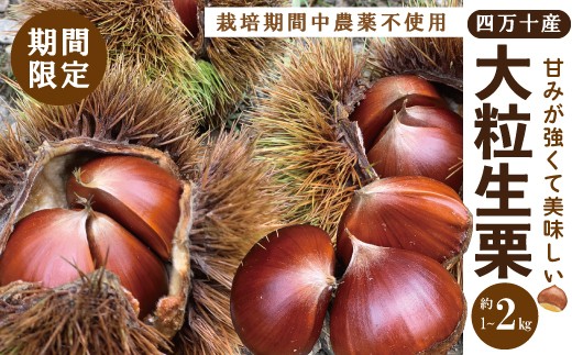 期間限定 早期受付 数量限定】 四万十産 生栗 1~2kg 栽培期間中農薬不