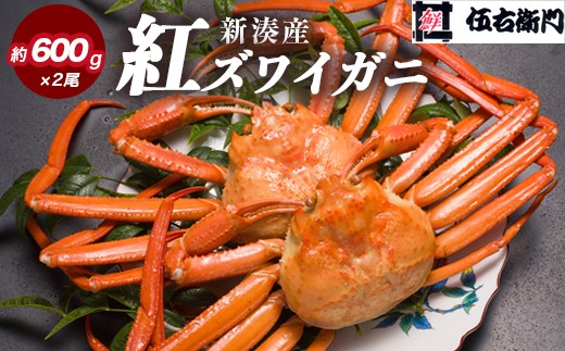 伍右衛門】新湊産紅ズワイガニ約600g×2尾｜ずわい蟹 ずわいガニ 紅