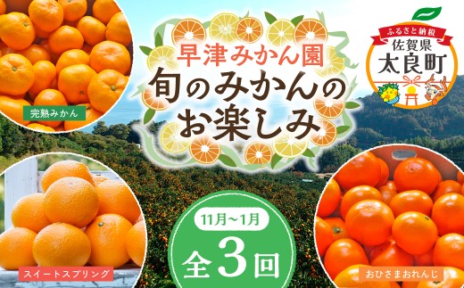 Q-40 早津みかん園 旬のみかんのお楽しみ3回定期便（11月～2月