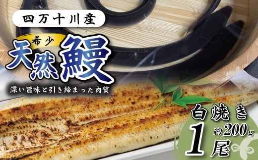 yml\sz l\YVRȂĂ 1i200j VRȂ VR l\  V EiM Ȃ  O y  Mtg Hו Hi 