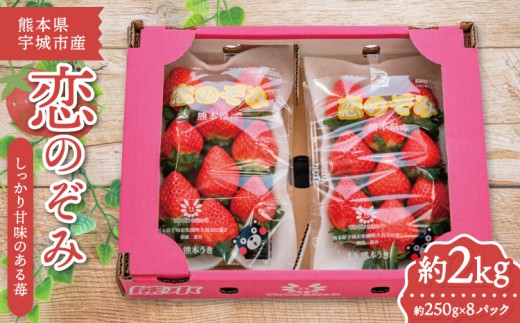 いちご 恋のぞみ (250g×8パック) 合計2kg 【2026年2月上旬～3月上旬
