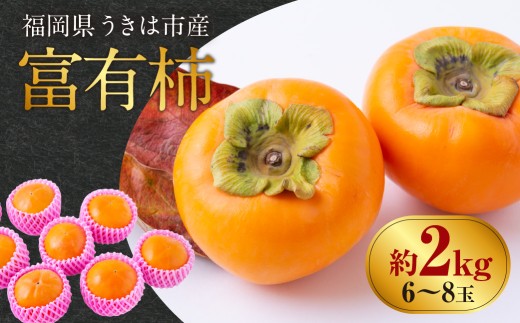先行予約】西見柿農園 富有柿 6玉から8玉 (約2kg) 【2026年11月上旬-12