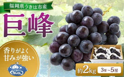 先行予約】 やまんどん 巨峰 3房から5房 （約2kg） 【2026年8月下旬～9
