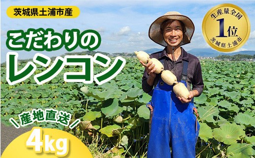 こだわりのレンコン4kg ｜ ギフト 産地直送 茨城県 土浦市産 れんこん