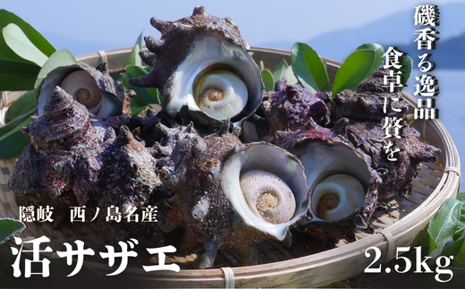 sd1_f48ad2a1731c33d28c8ad5e2d8