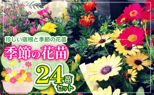 季節の花苗24苗セット珍しい宿根と季節の花苗 | 花 おまかせ 苗 季節