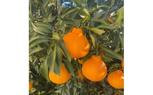 ya̎RxRza̎RY sm 3kg mƒpnmUS64n