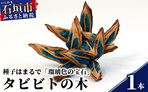 特大 56cm 石垣島産 旅人の木 梢 インテリア タビビトノキ c2cb20f6127b1ece518920932fca13