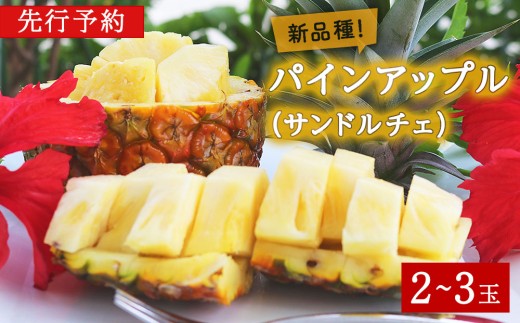 2026年7月～8月頃配送】今帰仁産パインアップル（サンドルチェ）2～3玉