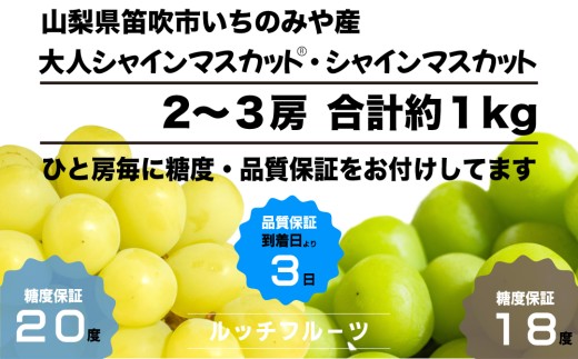 山梨県勝沼産【産地直送】完熟した黄色マスカットと薄い黄色のマスカットです。そのままでもシャーベットにし食べれる葡萄‼️ 2026年発送【黄色く完熟】大人シャインマスカット®食べ比べセット 合計