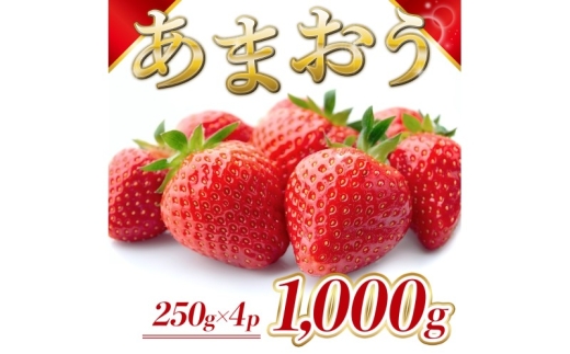 y品z Y ܂ 1000gi4pbNj s\ \F2025N12菇  C`S ʕ zs: