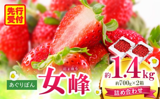 あぐりぼん いちご「女峰」 詰め合わせ約1.4kg （約700g×2箱）|いちご