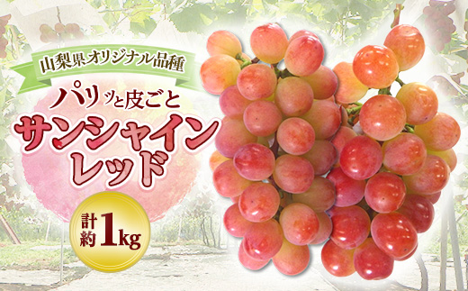 2026年発送＞山梨県オリジナル新品種サンシャインレッド!＜計1kg程度