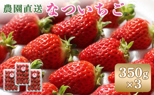 7月発送予定】 北海道羽幌産 なついちご1kg（350g×3） | いちご 苺