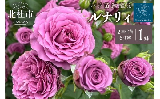 切り花　バラ苗　6号鉢 切り花 バラ苗 6号鉢 【公式通販】
