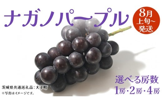 y錧vszs Iׂ [ tiKmp[v 1[ / 2[ / 4[ y2026N8{Jnz(錧ʕԗiFq) Ԃǂ  uhE ʕ t[c ʎ