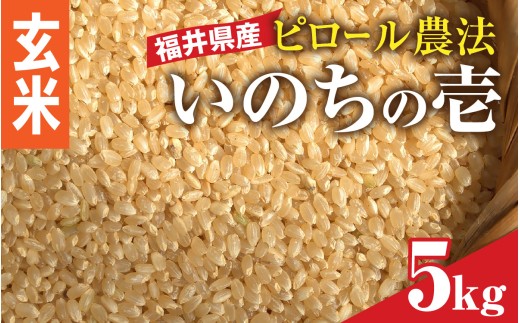 y䌧szyāzyc_Es[āzߘa7NY 䌧Ŷ̈ 5kg _͔| [B-168002_01]