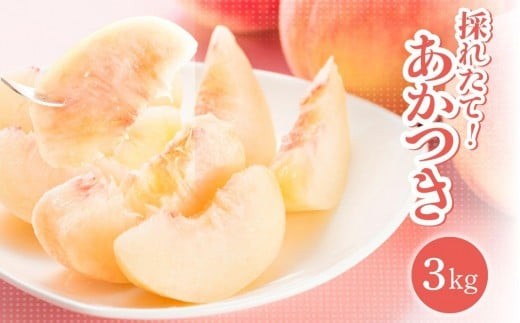 y쌧ѓcszy2026Nstz쌧 MBѓcY   3kg1 |    쌧 Yn W[V[  ʕ t[c fU[g 쌧 ѓcs