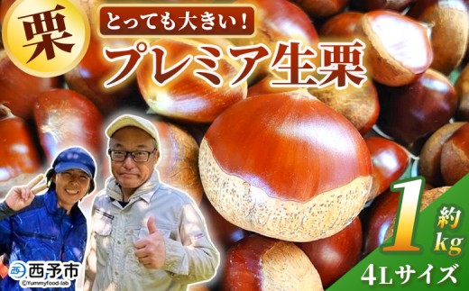とっても大きい！プレミア生栗 4Lサイズ（約1kg）＞甘い 栗 マロン