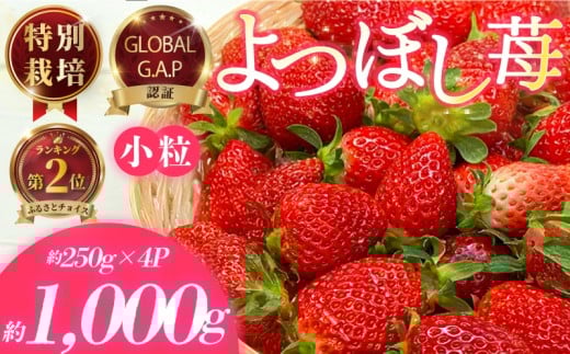 【神奈川県藤沢市】小粒いちご 特別栽培 よつぼし 計1kg 先行受付 2026年3月発送開始 約 250g × 4パック GLOBALG.A.P.認証 ブランドいちご 苺 イチゴ ストロベリー strawberry フルーツ 果物 旬 数量限