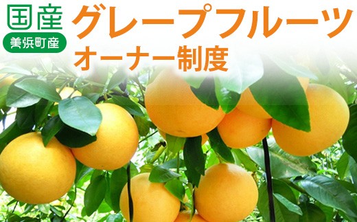 国産（美浜町産）グレープフルーツオーナー制度 〇 - 愛知県美浜町