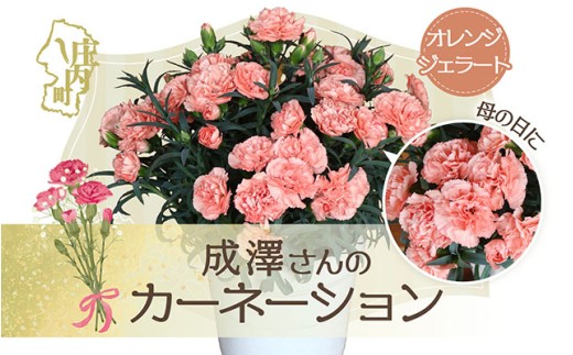 R8.5月初旬より順次発送】成澤さんのカーネーション オレンジ