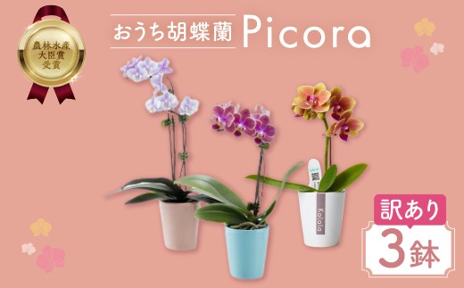 胡蝶蘭『ピコラ』 ミディ 3鉢 セット 花 鉢花 訳あり おまかせ 鉢植え