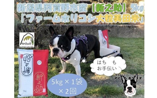 【新潟県阿賀野市】【令和7年産新米】【2ヶ月定期便】阿賀野市産 新之助 「ファームホリコシ 新之助」 5kg×2回  白米 精米 3H16029