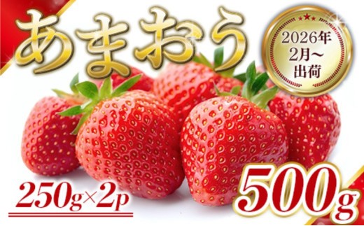 yqsz Y ܂ 500g (250g×2pbN) s\ 2026N2菇 ʕ fU[g zsF