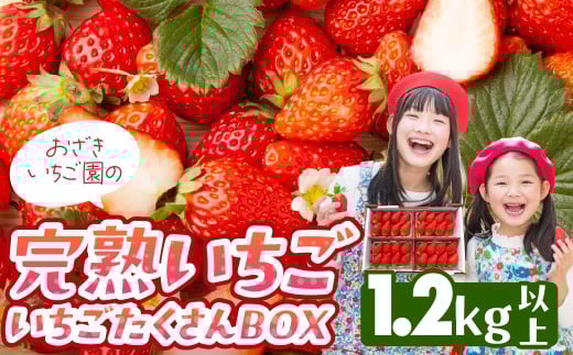 ymcszn 1.2kgȏ BOX  C`S  ͕P 嗱 Xgx[ x[ W W C`SW    