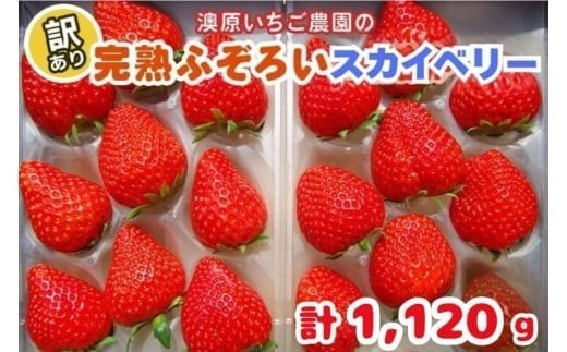 yȖ،sz󂠂藱s XJCx[ 1,120g (280g×4P) s1{`4̊ԂŔt S_ |   C`S t[c ʕ Yn Ȗ،Y