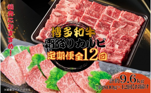 ysza ~Jr S12 800g×12