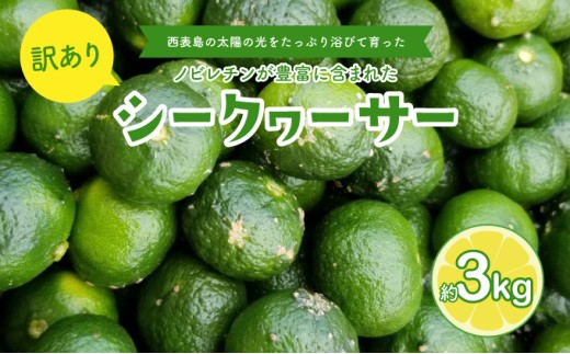 訳あり 2026年 先行予約 青切り シークヮサー 約3kg ☆西表島ふる～つ