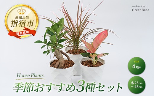 2026年3月中旬～発送【観葉植物】店主におまかせ！季節おすすめ3種