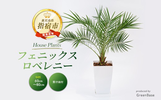 2026年1月中旬～発送【観葉植物】フェニックス・ロベレニー60cm～80cm