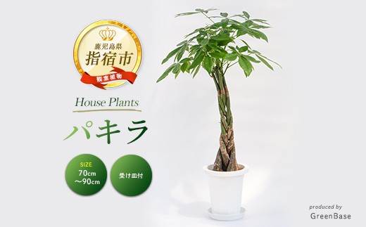 2026年3月上旬～発送【観葉植物】パキラ70cm～90cm(Green Base/014