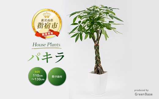 2026年3月中旬～発送【観葉植物】パキラ110cm～130cm(Green Base/025