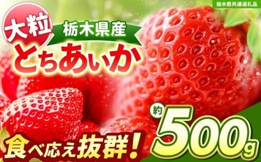 yȖ،szys\z嗱Ƃ 500g yȖ،ʕԗiz|  Ƃ 嗱 VN Â     ʕ ʕԗi t[c fU[g Ȗ، 