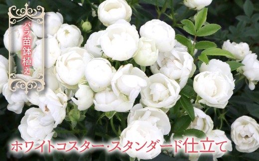 yRJszy2026N2甭zocAuzCgRX^[EX^_[hdāv057-055