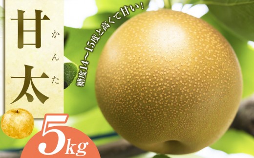 鳥取産甘太梨８〜9玉２箱セット 梨 甘太（かんた）5kg（JA）※2026年9月下旬～10月上旬頃に順次発送予定